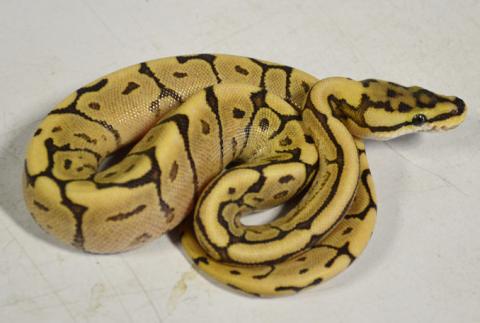 Baby Mystic Fire Spider Ball Pythons