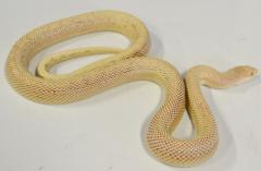 Sub Adult Albino Northern Pine Snakes