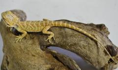 Baby Hypo Dunner Leatherback Bearded Dragons