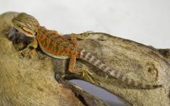 Baby Hypo Red Translucent Bearded Dragons