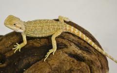 Baby Hypo Dunner Bearded Dragons