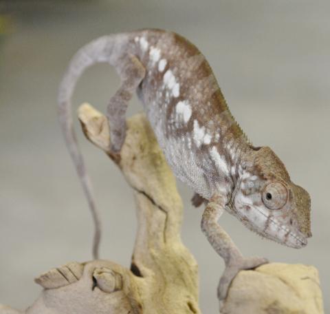 Medium Female Ambilobe Panther Chameleons