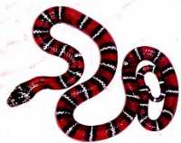 Medium Andean Milksnakes