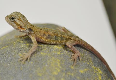 Baby Hypo Translucent Bearded Dragons
