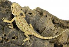 Baby Dunner Red Leatherback Bearded Dragons