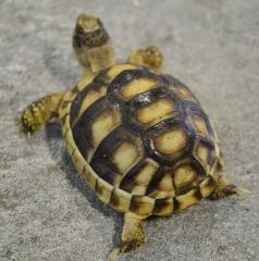 Baby Marginated Tortoises with Extra Scutes