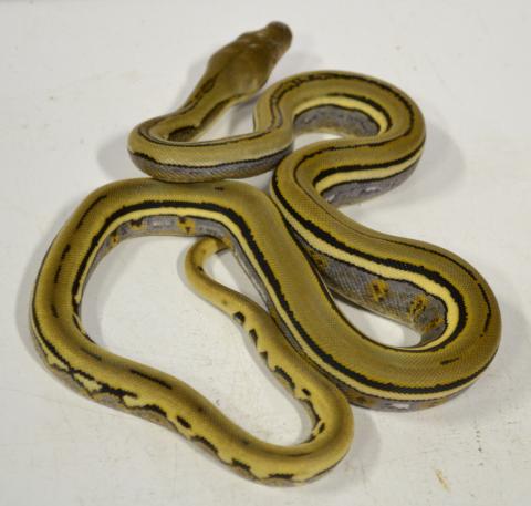 Baby Genetic Striped Reticulated Pythons