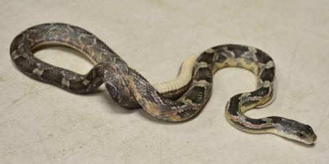 Sub Adult Texas Ratsnakes