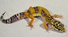 Small Pacific Green Leopard Geckos