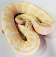 Adult Albino Ball Pythons
