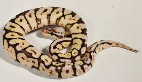 Baby Pewter Bee Ball Pythons