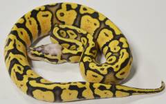 Small Pastel Ghost Ball Pythons