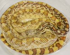 Sub Adult Hypo Sonoran Gopher Snakes