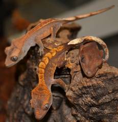 Baby Flame Crested Geckos