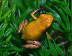 Orange Terrible Dart Frogs