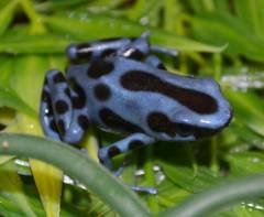 Adult Blue & Black Auratus Arrow Frogs