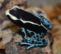 Powder Blue Tinc Dart Frogs