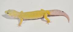 Adult Male Leucistic Leopard Geckos w/regrown tails