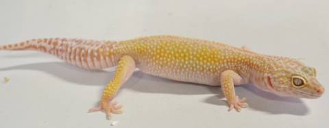 Adult Female Red Striped Bell Albino Leopard Geckos