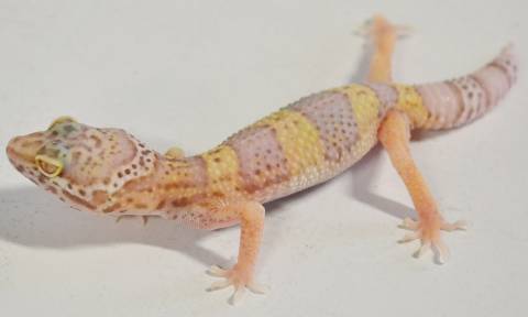 Small Albino Leopard Geckos w/regrown tails