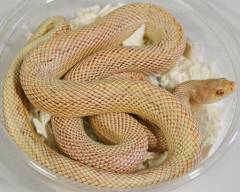 Sub Adult Albino Southern Pinesnakes