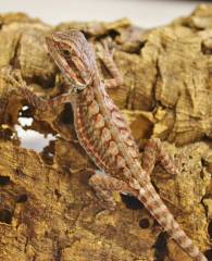 Baby Red Translucent Leatherback Bearded Dragons
