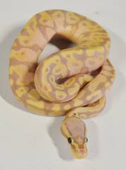 Baby Female Banana Pastel Ball Pythons
