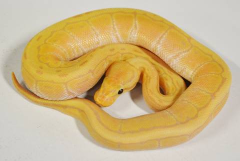Baby Banana Pinstripe Ball Pythons