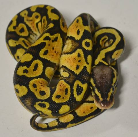 Baby Pastel Ball Pythons