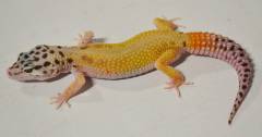 Small Tangerine Jungle Leopard Geckos