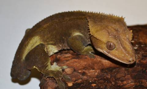 Adult Crested Geckos w/stub tails