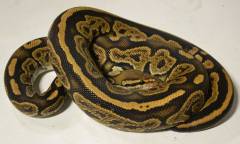 Adult Black Pastel Ball Pythons