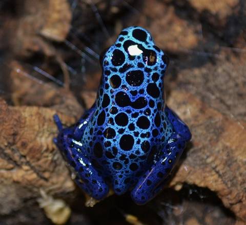 Blue Azureus Dart Frogs