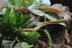 Madagascar Leaf Nosed Snakes