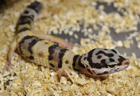 Small High Yellow Leopard Geckos w/stub, regrowing tails