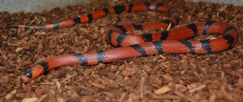 Adult Honduran Milksnakes