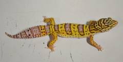 Medium Albino  Leopard Geckos