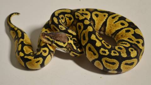 Baby Pastel Leopard Ball Pythons