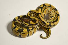 Baby Russo Ball Pythons