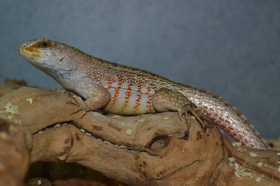 Ornate Curly Tail Lizards for sale