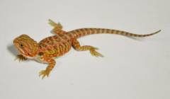 Small Red Translucent Leatherback Bearded Dragons