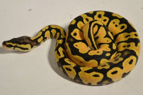 Baby Pastel Orange Belly Ball Pythons