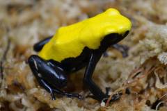 Adult Yellow Splashback Arrow Frogs