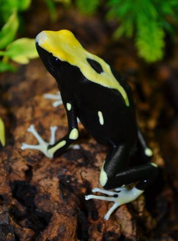 Adult Yellow Back Tinc Arrow Frogs