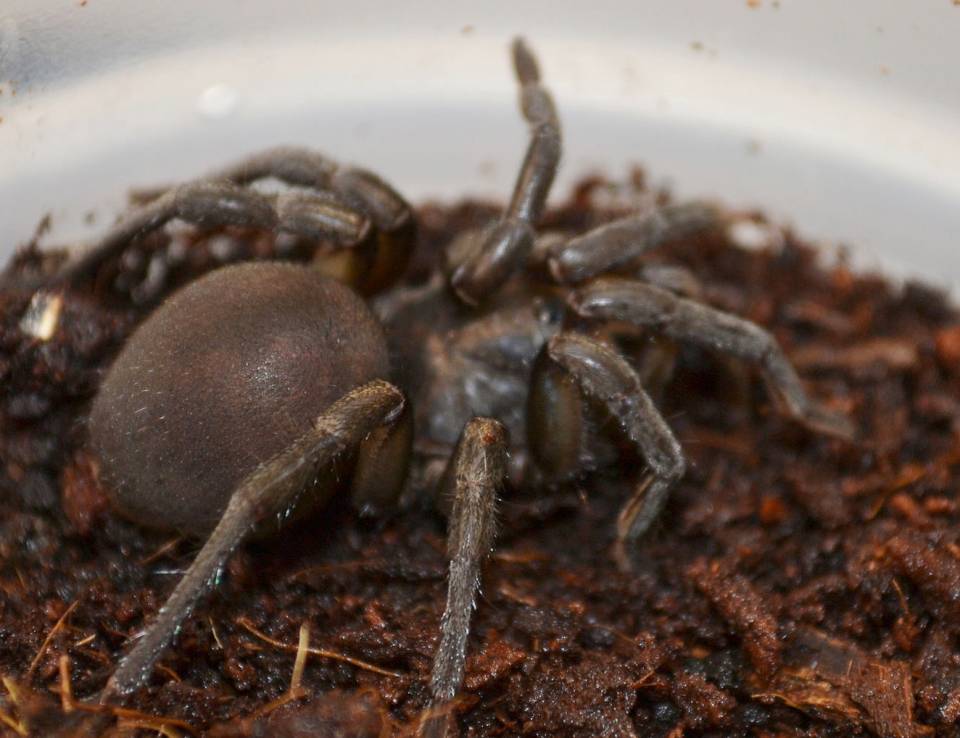 Universel tælle Parat African Grey Trap Door Spiders for sale
