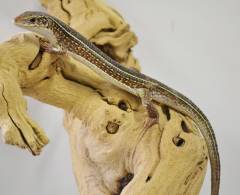 Yellow Throated Plated Lizards