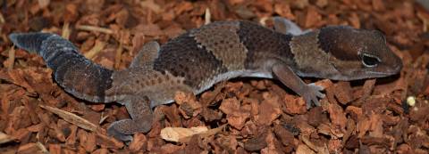 Small African Fat Tailed Geckos