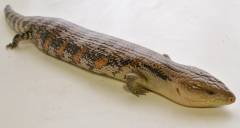 Adult Northern Blue Tongue Skinks