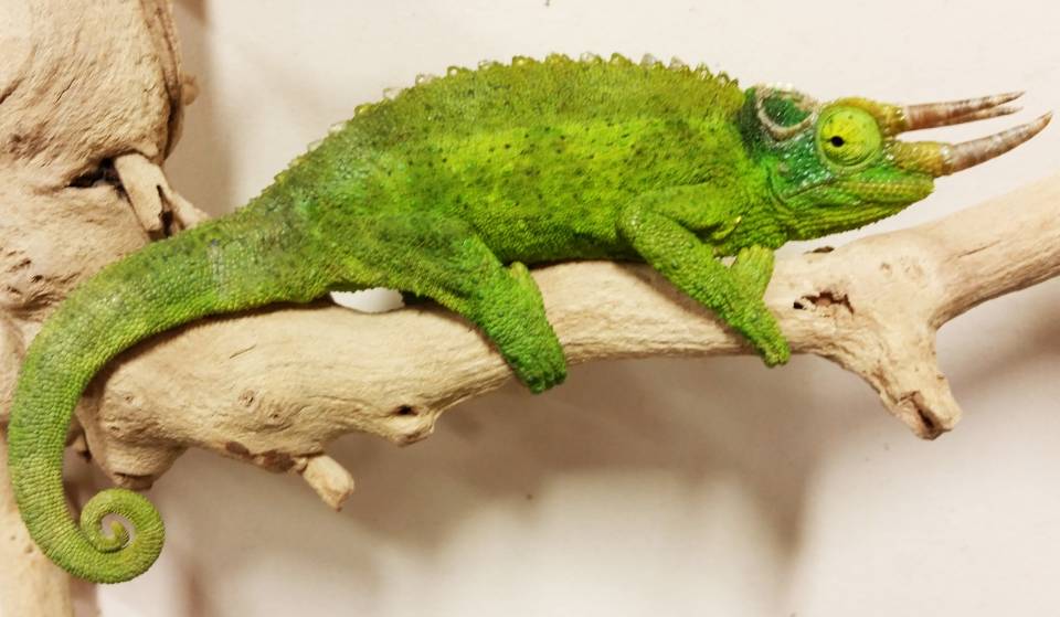 Sub Adult Jacksons Chameleons For Sale