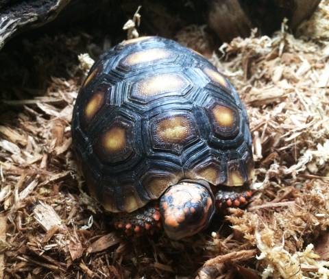 Small Cherryhead Red Foot Tortoises For Sale